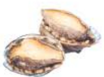 Abalone
