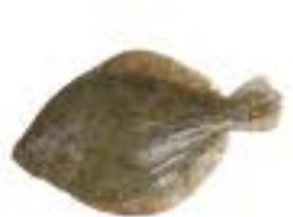 Olive flounder