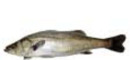 Sea bass